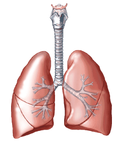 płuca