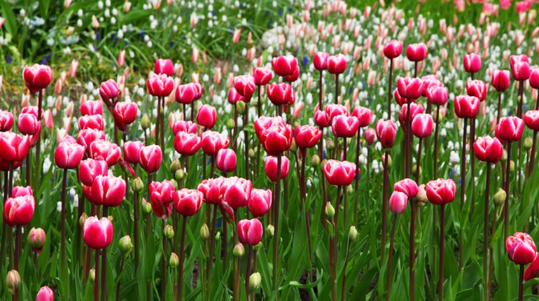 tulipany-jak-sadzic
