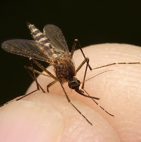 Jak bronić się przed komarami