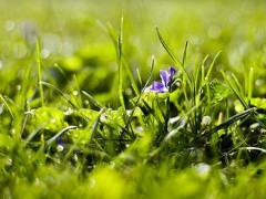 Jak dbać o trawnik?