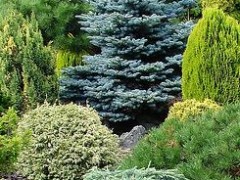 Jak formować iglaki?