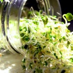 Jak hodować kiełki