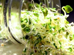 Jak hodować kiełki?