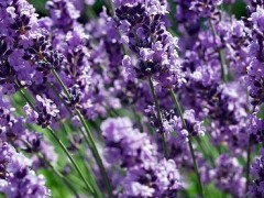 Jak hodować lawendę?