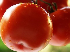 Jak hodować pomidory?