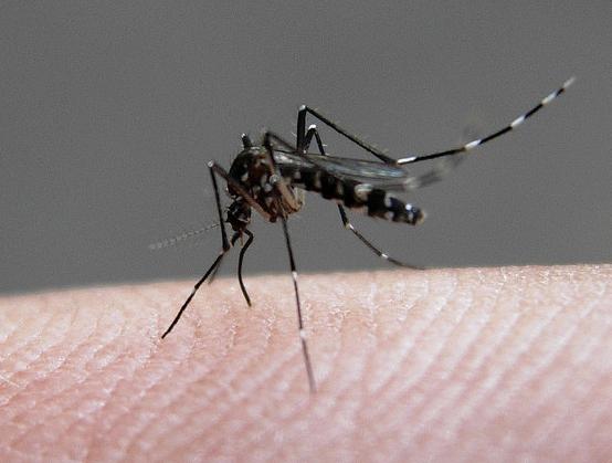 Jak łagodzić ukąszenia komarów