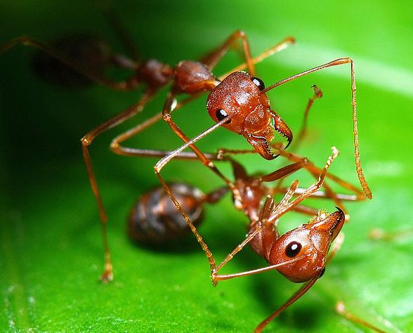 Jak odstraszyć mrówki