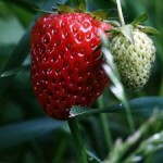 Jak sadzić truskawki