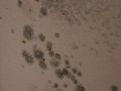 Jak się pozbyć grzyba z mieszkania?