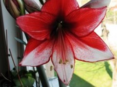 Jak pielęgnować amarylis?