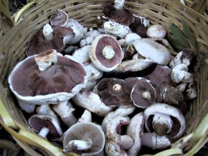 koszyk grzybów