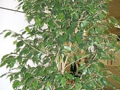 Jak hodować fikusa benjamina?