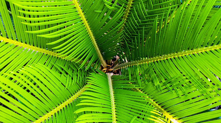 jak-dbac-o-palme-kokosowa