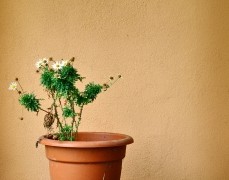 Jak zrobić domowy preparat na szkodniki roślin doniczkowych?