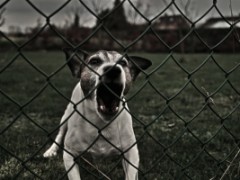 Jak postępować, gdy dziecko pogryzie pies?