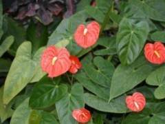 Jak dbać o anturium?