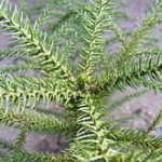 Jak dbać o araukarię?