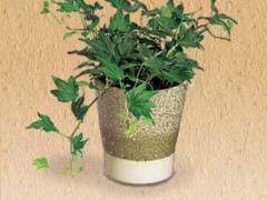 Jak dbać o bluszcz?