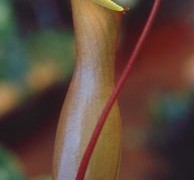 Jak dbać o dzbanecznik?