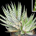 Jak dbać o haworsję?