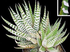 Jak dbać o haworsję?