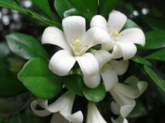 Jak hodować murrayę?