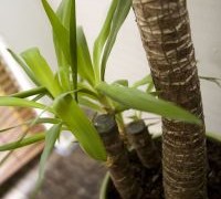 Jak pielęgnować jukę?