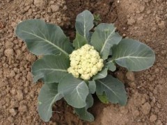 Jak hodować kalafior?