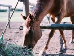 Jak karmić konia?