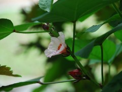 Jak dbać o ketmię?