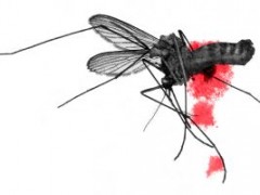 Jak chronić się przed komarami i meszkami?