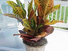 Jak uratować usychający kroton?