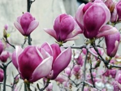 Jak wykorzystywać magnolię?