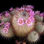 Jak dbać o mamilarię?