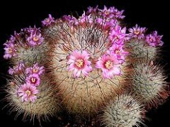 Jak dbać o mamilarię?