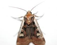 Jak pozbyć się moli spożywczych?