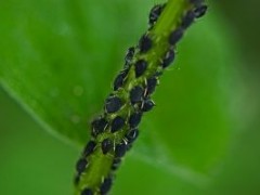 Jak pozbyć się mszyc?