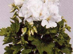 Jak dbać o pelargonię?