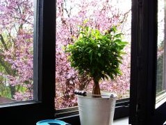 Jak podlewać rośliny doniczkowe?