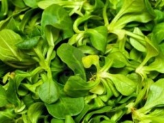 Jak hodować roszponkę?