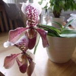 Jak dbać o sabotka?