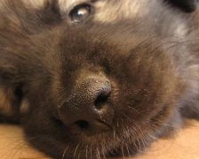 Jak karmić kilkudniowego szczeniaka?