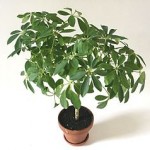 Jak dbać o szeflerę?