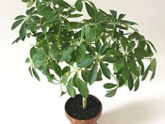 Jak dbać o szeflerę?