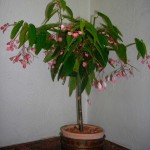 Jak dbać o tamayę?