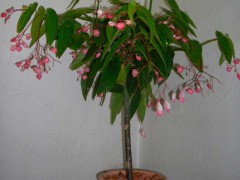 Jak dbać o tamayę?