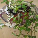 Jak dbać o trzykrotkę?