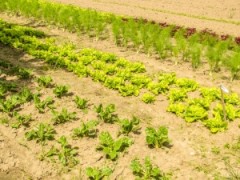 Jak uprawiać sałatę?