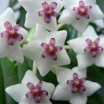 Jak dbać o woskownicę?