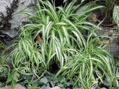 Jak dbać o zielistkę?